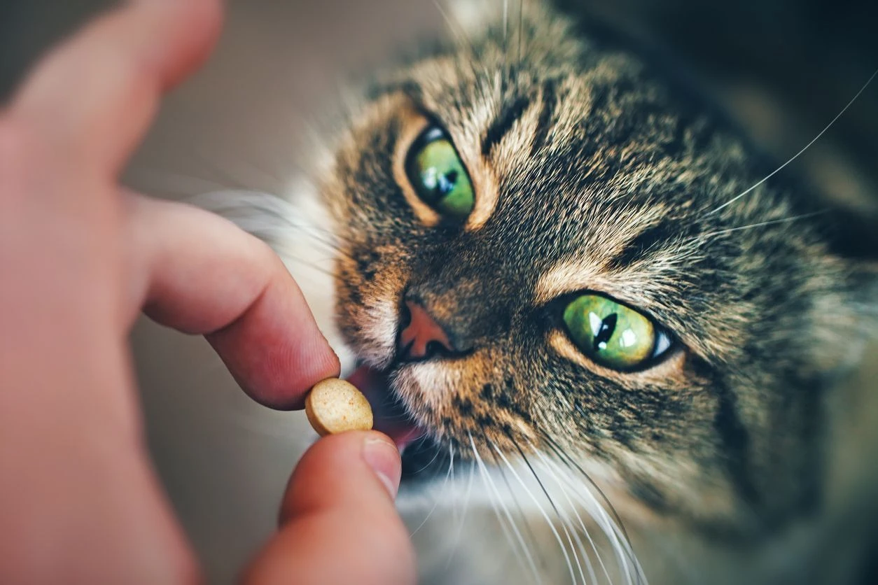 feline supplement pill