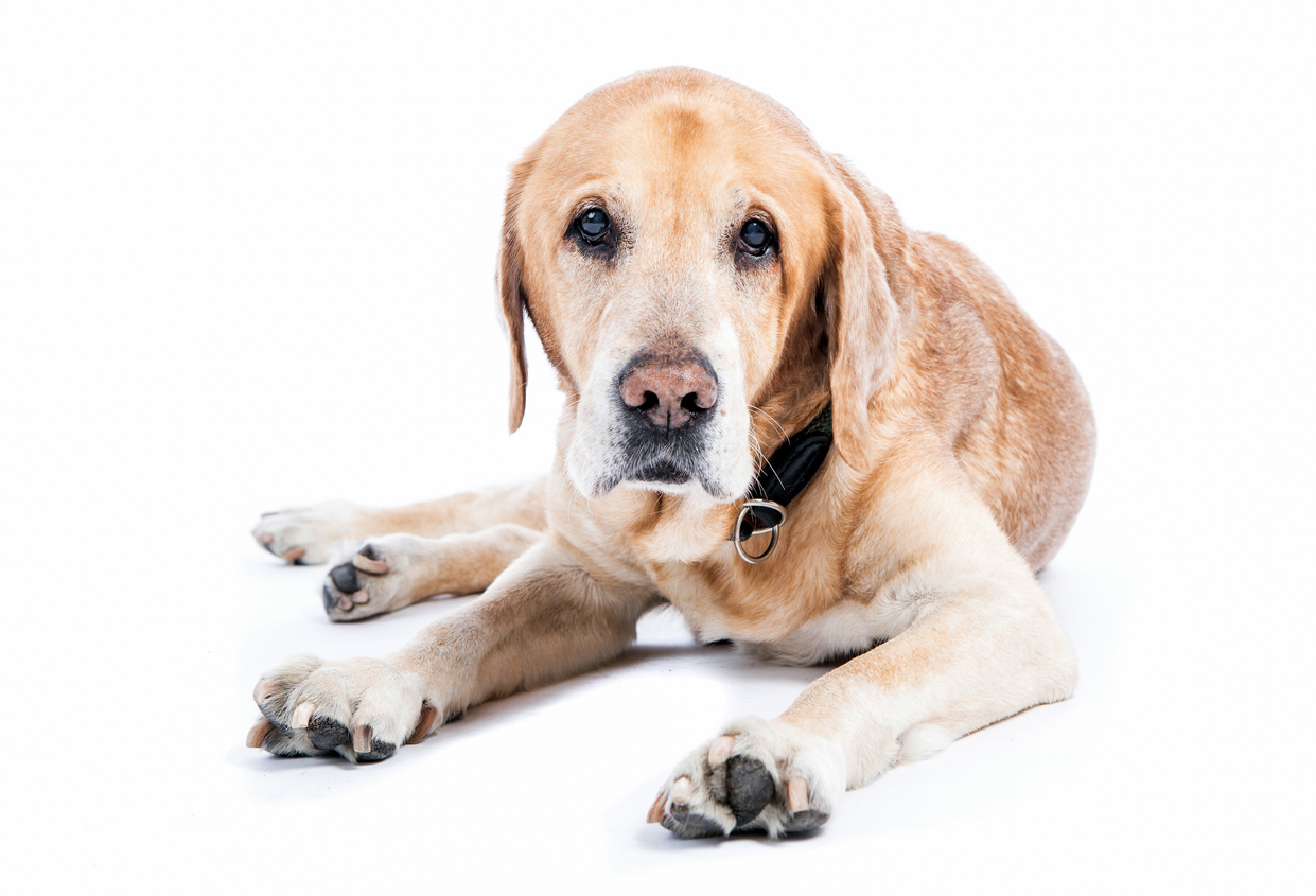 senior dog golden retriever