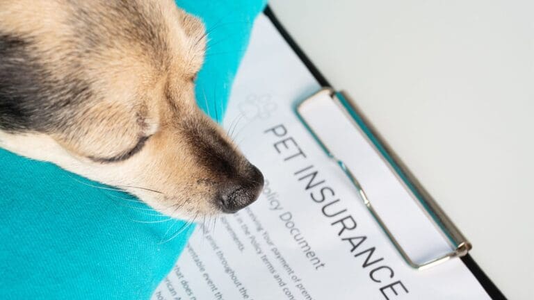 best-pet-insurance